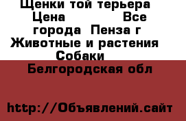 Щенки той терьера › Цена ­ 10 000 - Все города, Пенза г. Животные и растения » Собаки   . Белгородская обл.